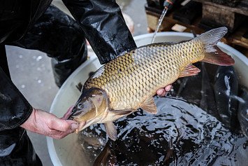 Vánoční kapři pro zaměstnance 20. 12. 2024