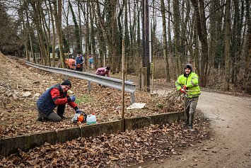 Dobrovolnická brigáda v lese U Daliborky 8. 2. 2025 v Nepomuku