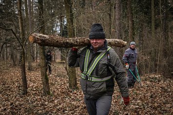 Dobrovolnická brigáda v lese U Daliborky 8. 2. 2025 v Nepomuku