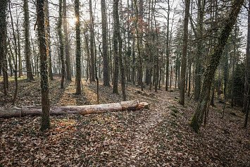 Dobrovolnická brigáda v lese U Daliborky 8. 2. 2025 v Nepomuku